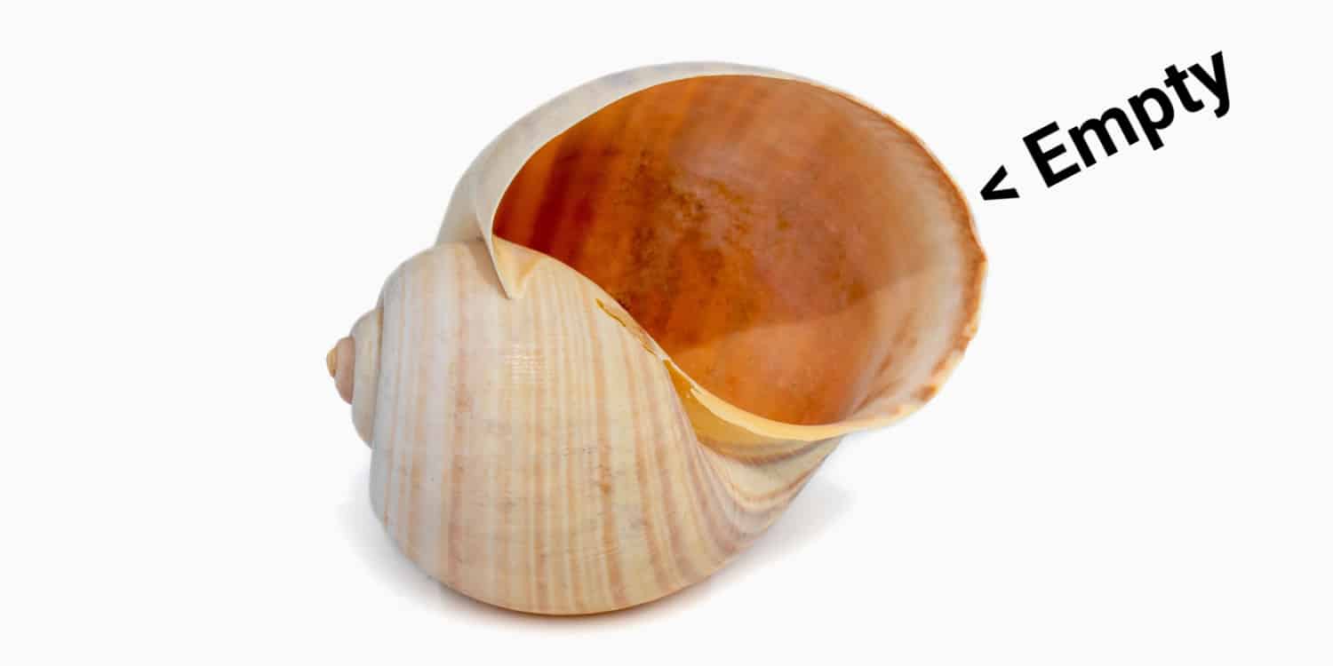 A seashell with large orifice with the word 'Empty' pointing at the shell.