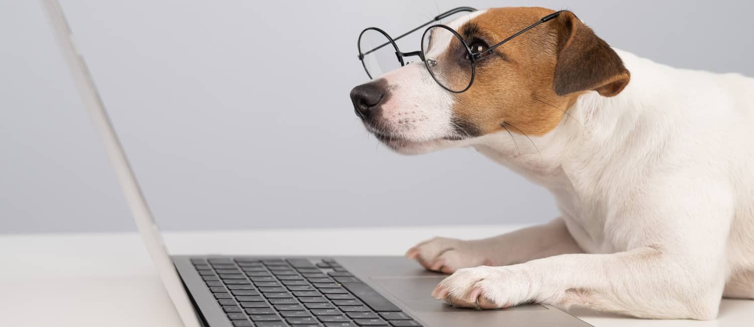 Jack Russell dog sitting at a laptop wearing spectacles.