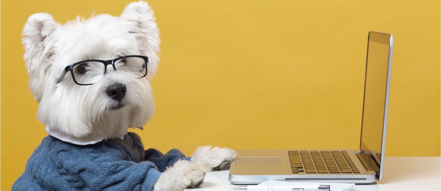 Scottie dog wearing spectacles and sitting in front of a laptop.