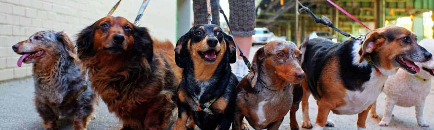 Dog walker with pack of 6 dogs on a city sidewalk, illustrating Dog Walking as one of the top businesses to start in 2023.
